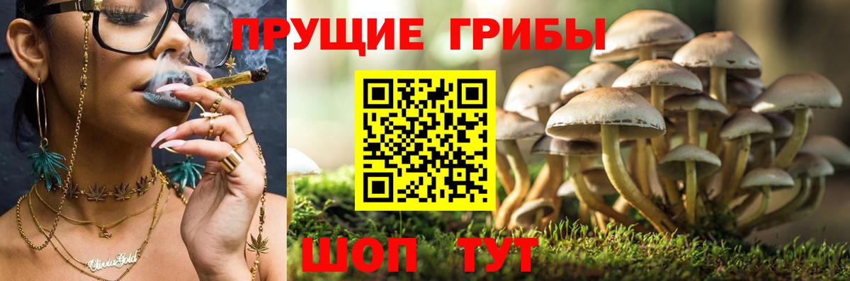 Псилоцибиновые грибы мицелий Нововоронеж